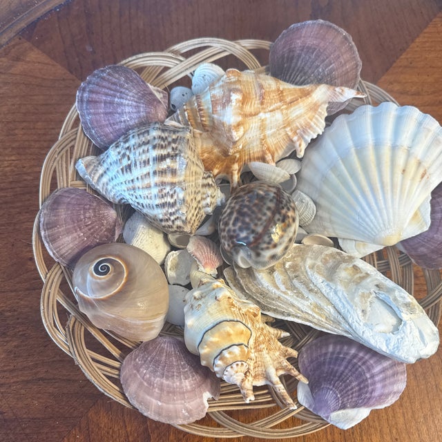 Elevate your coastal interior or cabinet of curiosities with this meticulously curated collection of eleven vintage...