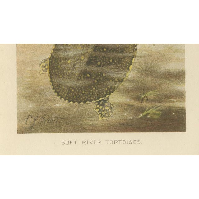 Paper P. J. Smit, Soft River Tortoises, 1895, Lithograph For Sale - Image 7 of 9