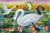 Lagoon by Zoa Ace | Oil on canvas Swans, fish, and plants in a colorful lagoon setting. For Sale