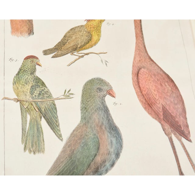 Wood Albertus Seba Pair Hand Colored Ornithological Bird Prints - Set of 2 For Sale - Image 7 of 18