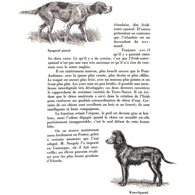 Paper "Les Chiens D'Arret" 1971 Oberthur, J. For Sale - Image 7 of 12