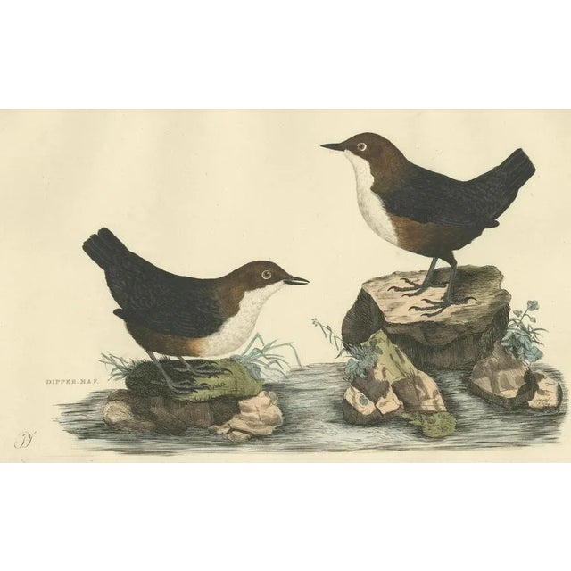 Selby, Aquatic Songbirds Named Dippers, 1826, Hand-Colored Print For Sale - Image 4 of 7