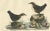 Selby, Aquatic Songbirds Named Dippers, 1826, Hand-Colored Print For Sale - Image 4 of 7