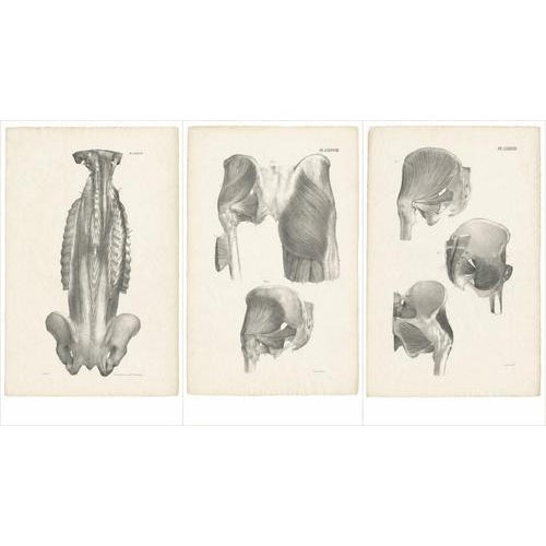 Jules Cloquet, French Anatomical Lithographs of the Spine and Pelvis, 1821, Lithograph, Set of 3 For Sale - Image 3 of 10
