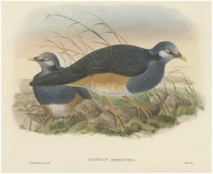 Papuan Ground-Pigeon Bird, 1875, Paper