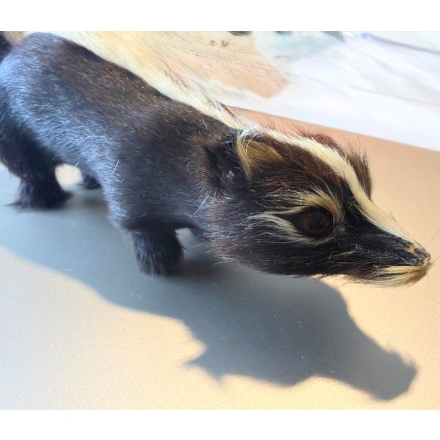 Animal Skin 9 Inch Skunk, Hand Crafted , Fur, Figurine Vintage For Sale - Image 7 of 8