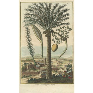J.C. Volkamer, Botanical Date Palm, 1713, Engraving For Sale