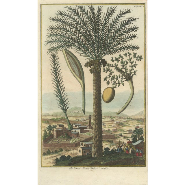 J.C. Volkamer, Botanical Date Palm, 1713, Engraving For Sale