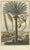 J.C. Volkamer, Botanical Date Palm, 1713, Engraving For Sale