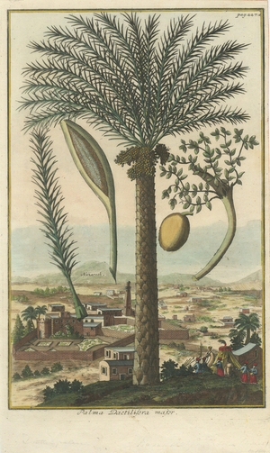J.C. Volkamer, Botanical Date Palm, 1713, Engraving