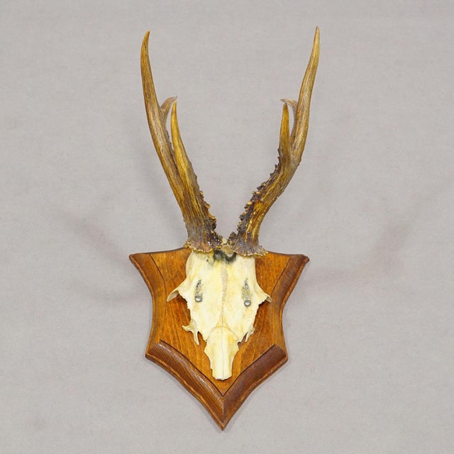 Wood Vintage Set of Six Roe Deer Trophies on Wooden Plaques Germany ca.1950/1960s For Sale - Image 7 of 8