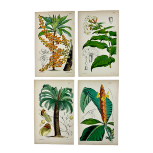 Tropical Botanical Engravings by William Curtis, 1856 (Set of 4)