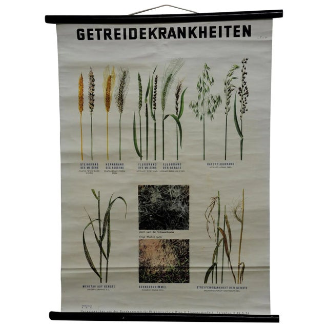 Vintage Crop Diseases Botanical Poster Pull Down Wall Chart For Sale - Image 6 of 6