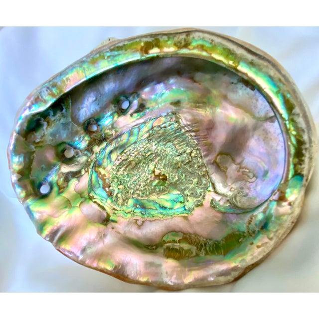 Large Mid 20th Century Red Abalone Shell, Haliotis Rufescens For Sale - Image 12 of 13