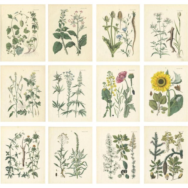 Calwer, Botanical Plates of Technical Plants, 1854, Prints, Set of 12 For Sale - Image 15 of 15