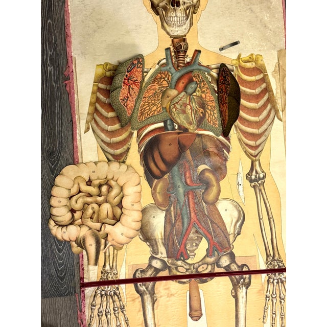 Pair of Rare Life-Sized Pilz Anatomical Flap Manikins, Germany, c. 1890 For Sale - Image 18 of 18