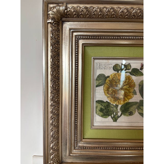 Antique Italian/European Botanical Engraving-Plate 8:Malva Magiore ( Hollyhock-Tree Mallow) For Sale In Washington DC - Image 6 of 6