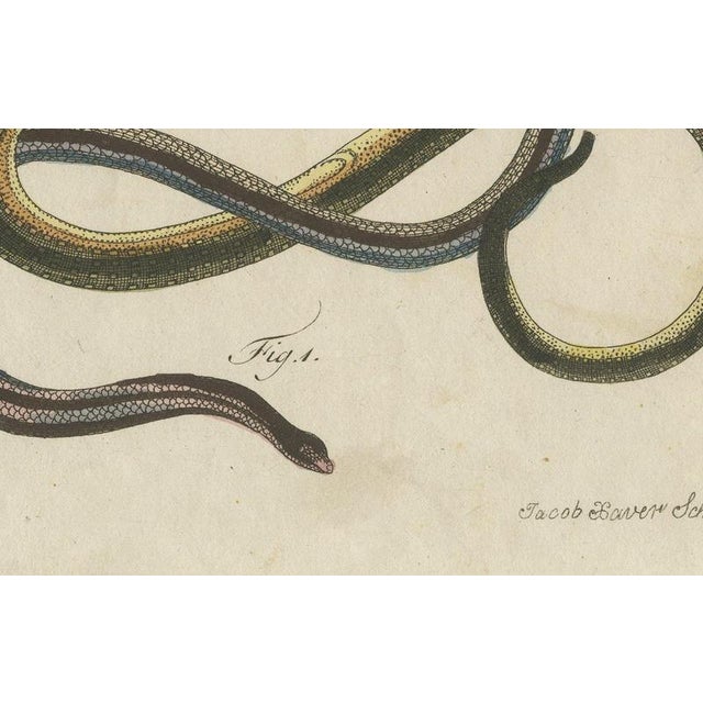 19th Century Bertuch, Four Snakes in Colourful Coils, 1805, Print For Sale - Image 5 of 12