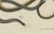 19th Century Bertuch, Four Snakes in Colourful Coils, 1805, Print For Sale - Image 5 of 12