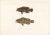 Spotted Groupers, 1840s, Paper For Sale - Image 11 of 11