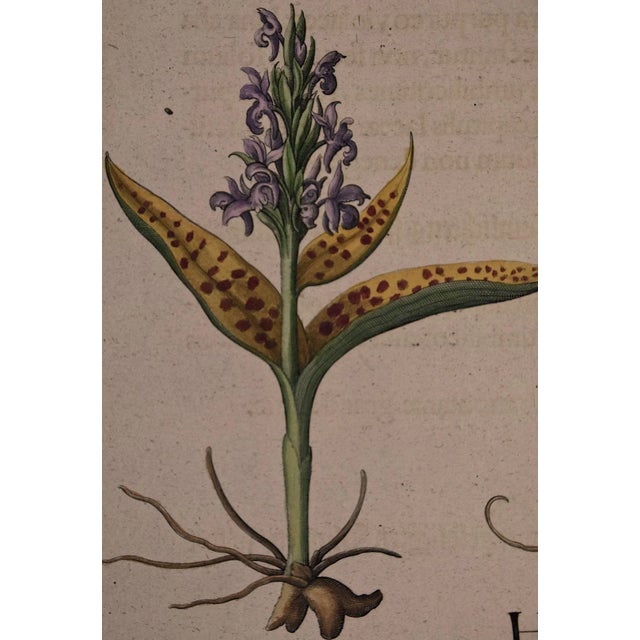 Early 18th Century Basilius BeslerFlowering Hyacinth & Calla Plants: A Besler Hand-Colored Botanical Engraving, 1713 For Sale - Image 5 of 7