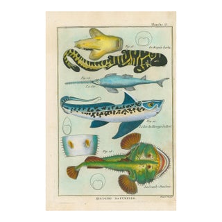 Antique French Histoire Naturelle Engraving – Sharks & Sawfish,1770-90 Modern Color For Sale