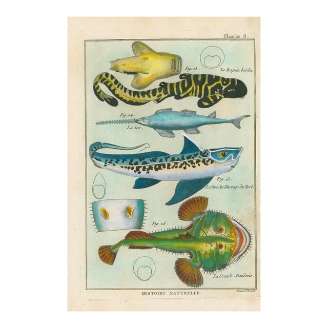 Antique French Histoire Naturelle Engraving – Sharks & Sawfish,1770-90 Modern Color For Sale