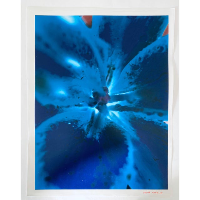 Jeffrey Rothstein, Flora Fauna Series Vintage Color Photograph Abstract Flower Fuji Crystal Photo, c.1998 For Sale - Image 4 of 5