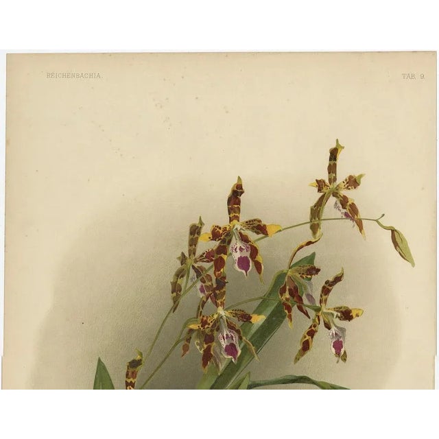 Orchid Odontoglossum Wattianum, 1888, Print For Sale - Image 3 of 10