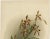 Orchid Odontoglossum Wattianum, 1888, Print For Sale - Image 3 of 10