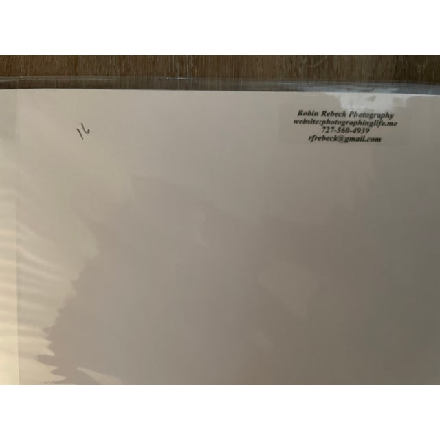 Blue Lot of 3 New Orginal Color Matted Unique Photographs Signed by Robin Rebeck For Sale - Image 8 of 15