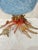 Art Nouveau Jay Strongwater Coral Reef Bowl For Sale - Image 3 of 4