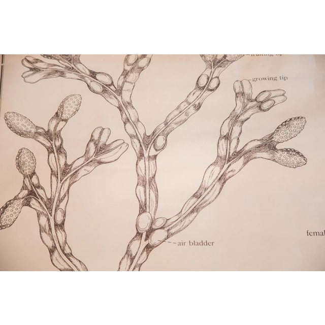 Early 20th Century Pull Down Chart of Brown Algae For Sale - Image 10 of 10