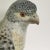 English Mottahedeh Hand Painted Falcon on Pillow Made in Italy For Sale - Image 3 of 13