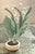 Polychrome Carved Potted Lily of the Valley For Sale - Image 10 of 12