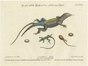 After George Edwards, Jamaican Large Spotted Fork-Tailed Lizard, 1773, Print