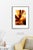 Fine art Giclee prints on Hahnemuhle Photo Rag 308gsm - a 100% cotton, acid-free, mould-made paper. Printed to Fine Art...