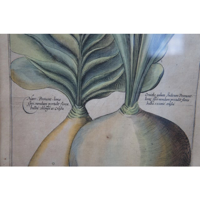 Set of 2 Antique Framed Emanuel Sweert Florigriums Botanical Latin Plant Engravings For Sale - Image 6 of 12