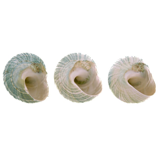 Set of three nautical aqua green natural turbo beach sea shell with striations of teal, turquoise and ivory. Natural...