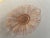 Art Deco 1930 Pink Depression Glass Dish Anchor Hocking Old Cafe - 6 Pieces For Sale - Image 3 of 3