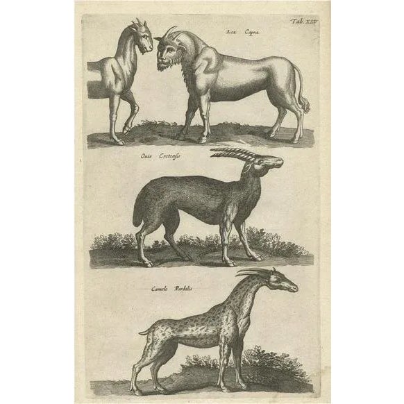 John Johnston, Lea Capra - Fantasy creature, Ovis Cretensis, Camelo Pardalis, 1657, Paper For Sale - Image 6 of 6