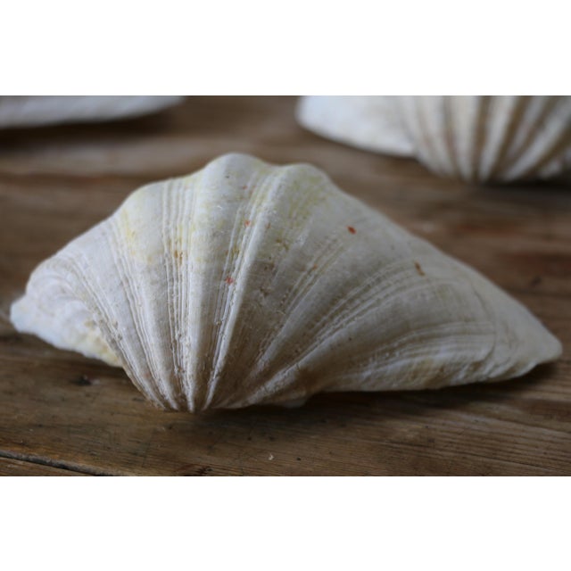 Ivory Set of 5 Large Natural Nautical Seashells | Coastal Beach House Decor | Organic Sculptural Display For Sale - Image 8 of 18