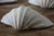 Ivory Set of 5 Large Natural Nautical Seashells | Coastal Beach House Decor | Organic Sculptural Display For Sale - Image 8 of 18