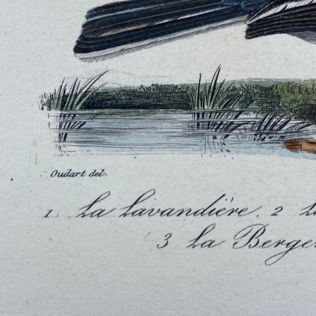 French Antique 18th Century "La Lavandiere" Bird Engraving Hand Colored Signed Artwork For Sale - Image 9 of 10