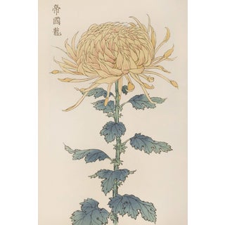Yellow Mum by Hasegawa, Vintage Japanese Botanical Art Print, 8" X 12" For Sale