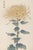 Yellow Mum by Hasegawa, Vintage Japanese Botanical Art Print, 8" X 12" For Sale