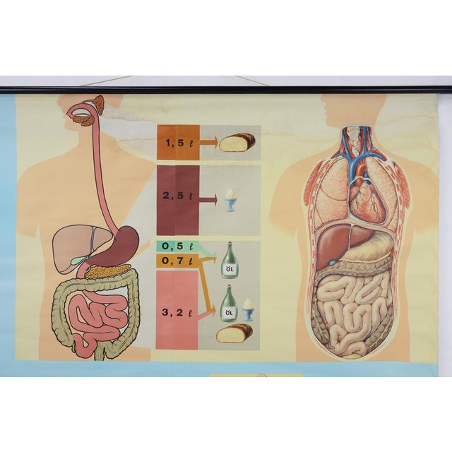 Mid-Century Modern Mid-Century School Map of Digestion, Germany, 1960s For Sale - Image 3 of 12