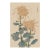 Spider Chrysanthemum Pair by Hasegawa Japanese Botanical Art Print, 20" X 30" For Sale