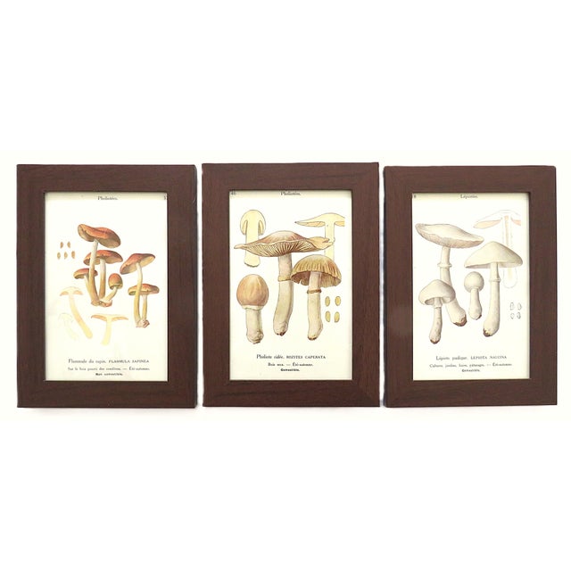 Mid-Century Modern Set of 5 French Mushroom Fungi Offset Lithograph Prints Framed C. 1946 Botanical For Sale - Image 3 of 4
