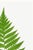 Green Vintage Fern Botanical Art Print Reproduction, 16" X 24" For Sale - Image 8 of 10